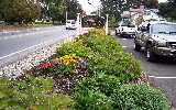 Plants by the street, click to enlarge in a new window